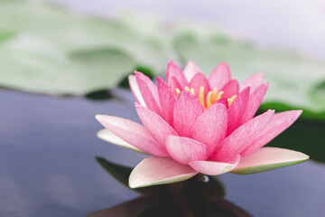 Wall Mural - close up pink lotus flower plant with green leaves, selective focus