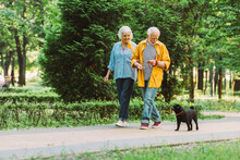 Selective Focus Of Cheerful Senior Couple With Pug Dog On Leash Strolling In Park At Summer