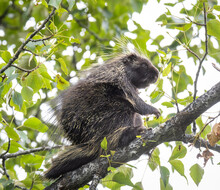 Porcupine In A Tree
