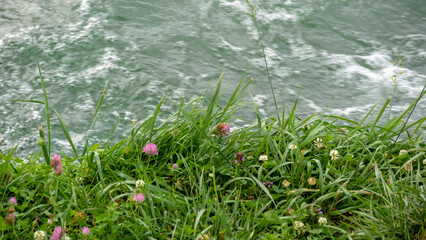 Wild flowers and green grass on the banks of the Rhine