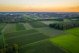 Fototapeta Na sufit - Sunset aerial photo above rows with old plum or pear fruit trees from farm orchards. Photo is taken in the evening in Beuningen, Gelderland, The Netherlands.