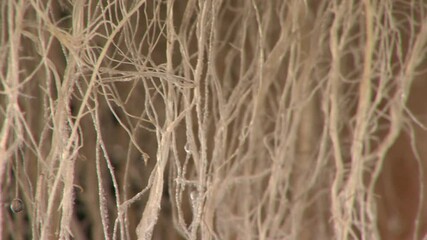 Wall Mural - Growing seed potatoes in greenhouse. Agriculture research. Roots.