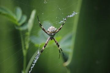 aranha