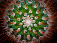 Top Of A Green Cactus With Red Needles And White Areoles