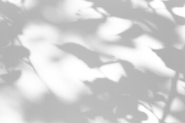 Shadow overlay effect for photo. Shadows from tree leaves and tropical branches on a white wall in sunlight.