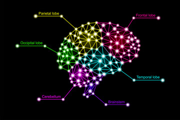 infographics of multicolored colorful human brain lobes in 3d digital neuro glowing particles plexus lines and dots structure, stock vector illustration on black background