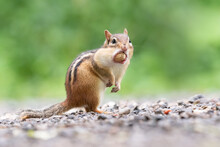 An Eastern Chipmunk Pauses After Stuffing An Entire Peanut In Its Cheek Pouches At Lynde Shores Conservation Area In Whitby, Ontario.
