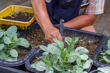 An Asian man is planting vegetables to eat in his own home. Concept of growing organic vegetables