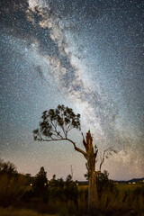 Wall Mural - Tree and Milky Way 2