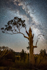 Wall Mural - tree and Milky Way