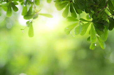 Wall Mural - Close up view of green leaf on greenery blurred background and sunlight  in garden using for natural green plant ,ecology and copy space for wallpaper and backdrop.