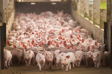 Suinocultura Porcos Novos Na Granja