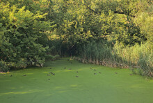 A Flock Of Wild Ducks Swimming In A Forest Pond Near Lublin (Poland)