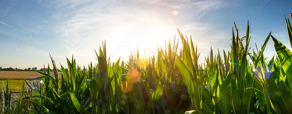 Corn field garden agriculture in countryside - obrazy, fototapety, plakaty 