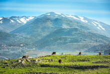 Peaceful Landscape Of Golan Heights: View Of Snow-capped Mount Hermon On A Border With Syria And Lebanon - Israel's Only Ski Resort, With Brown Cows Grazing In A Green Pasture; Northern Israel