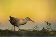 Water Rail (Rallus aquaticus). Swamp bird.