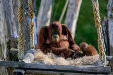Orangutan With Baby At The Apeldoorn Zoo The Netherlands 2018
