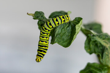 Canvas Print - Black Swallowtail caterpillars. In North America they are more common species. It is the state butterfly of Oklahoma and New Jersey.