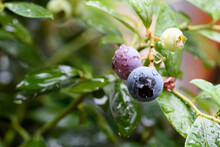 Ripe And Unripe Blueberries On The Tree