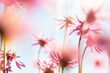 © Caro Telfer/Austockphoto - Pink everlasting wildflowers flowering in spring