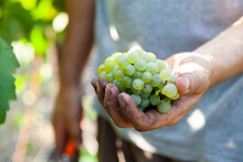 Farmer Holding White Grapes In Hand Picked From Vine