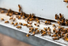 Bees At Entrance To Bee Hive Box
