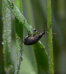 Wall Mural - In a jungle. Weevil crawling on grass stem among dew drops, blurred background