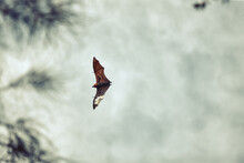 Fruit Bat Flying In Sky Through Trees