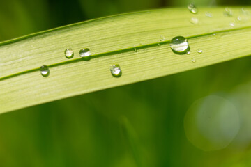 Green leaf with drop of water after rain macro close up photo