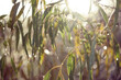 © Nina Williams/Austockphoto - Gum tree branches and leaves in rain with backlit sun
