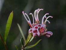 Pale Pink Flowers Of Grevillea Sericea On A Dark Background