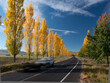 © Terry Cooke/Austockphoto - Line of golden trees beside a highway
