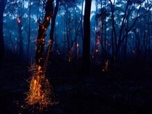 Glowing Embers On A Tree And Smoke After A Bushfire