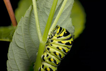 Black Swallowtail Caterpillars. In North America They Are More Common Species. It Is The State Butterfly Of Oklahoma And New Jersey.