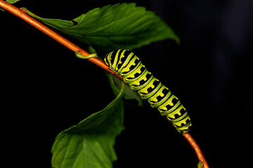 Canvas Print - Black Swallowtail caterpillars. In North America they are more common species. It is the state butterfly of Oklahoma and New Jersey.