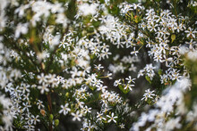 Australian Native Flora, The Wedding Bush With Abundant Small White Flowers