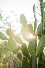 Prickly Pear Cactus Plants With Sunlight Shining Through Them