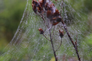 spider in web