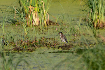 Canvas Print - The green heron on the marsh.