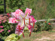 Short Shot Of A Lilium Flower With Large White Petals And Pink Spots With Large Red Anthers With A Garden Of Hydrangea And Rose Flowers