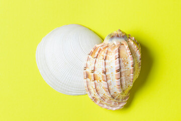 Seashells on a yellow background. Two seashells lie in the middle of the image. Marine concept.