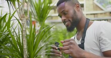 Smiling African Man Gardener Watering And Spraying Palm Tree Leaves, Working In Flower Shop
