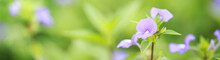 Closeup Of Nature View Purple Flower On Blurred Greenery Background Under Sunlight With Bokeh And Copy Space Using As Background Natural Plants Landscape, Ecology Cover Page Concept.