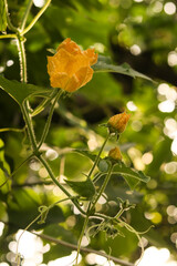 Close-up of a pumpkin flower or zucchini inflorescence. Beautiful yellow pumpkin flowers with leaves on a vegetable patch on a summer day