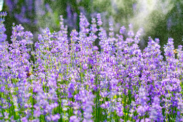 Sticker - beautiful fragrant lavender flowers on the green plain where insects fly