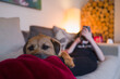 © Tom Merton/Caia Image - Portrait cute dog laying on boy on living room sofa
