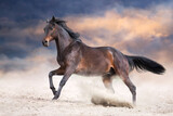 Fototapeta Konie - Bay stallion with long mane run fast against dramatic sky in dust