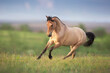 Buckskin Horse run gallop on spring green meadow