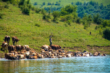 Wall Mural - a herd of cows in the lake water in Bezid village Romania 30.jul.2020