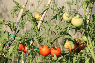 Fresh ripe red tomatoes and unripe tomatoes hanging on the vine of a tomato plant in the organic garden.